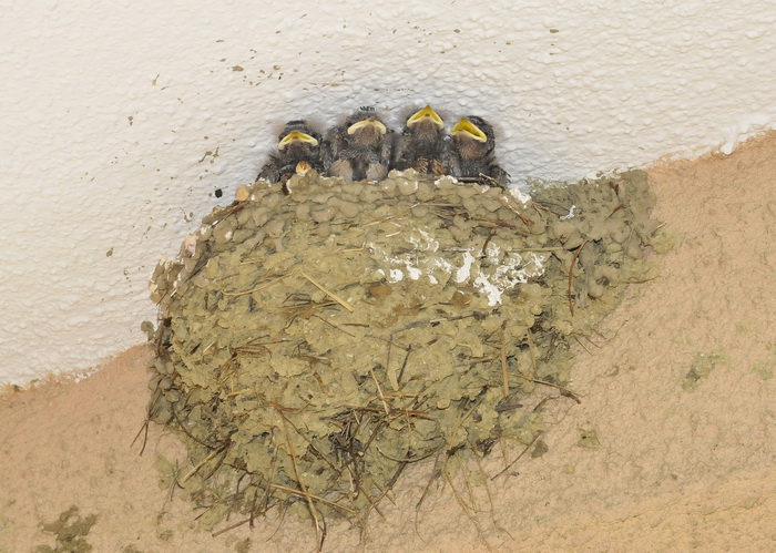 Rondini - Hirundo rustica